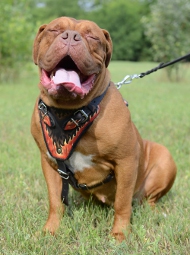 French Mastiff harness painted buy