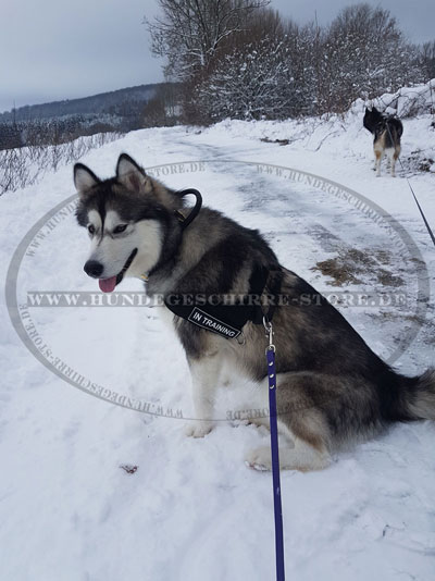 Laika breites Halsband mit Griff kaufen