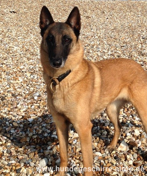 Training Collar of Leather for Belgian Shepherd