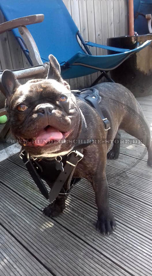 Hundegeschirr für kleinen Hund Französische Bulldogge kaufen