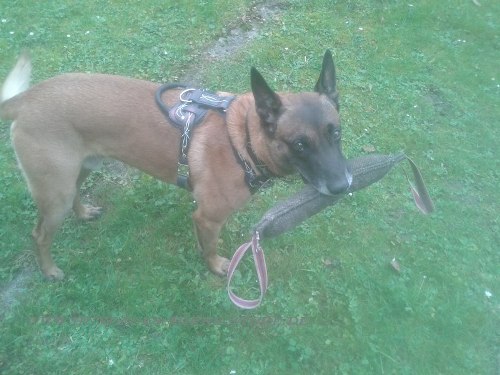 Malinois Designer painted dog harness buy