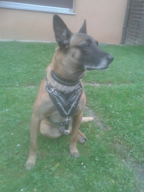 Designer Malinois painted dog harness buy