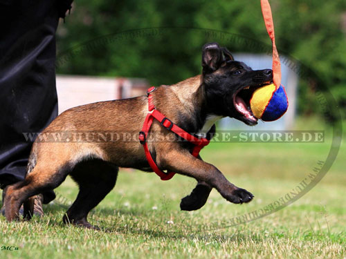 Weiches Spielzeug für Hund kaufen