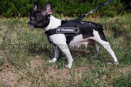 nylon Chest harness French Bulldog